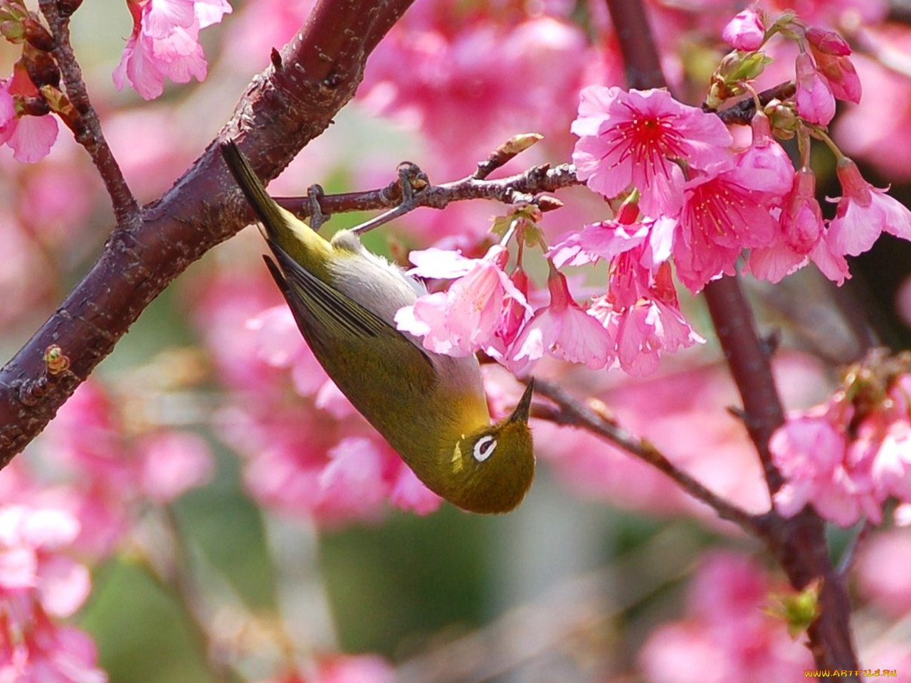 животные, белоглазки