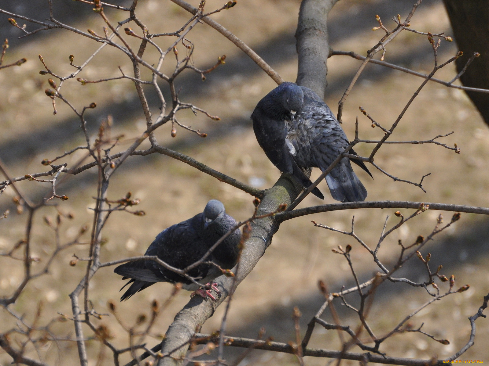 животные, голуби