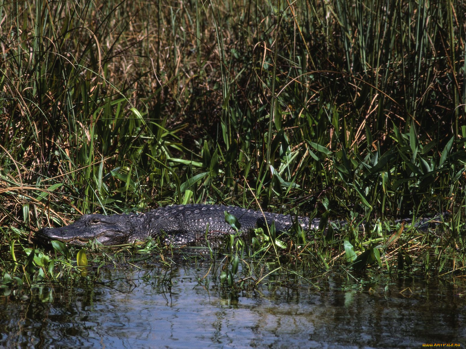животные, крокодилы