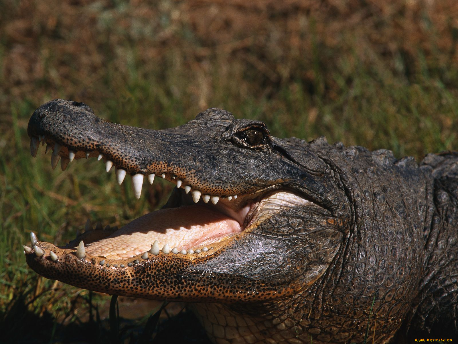 животные, крокодилы