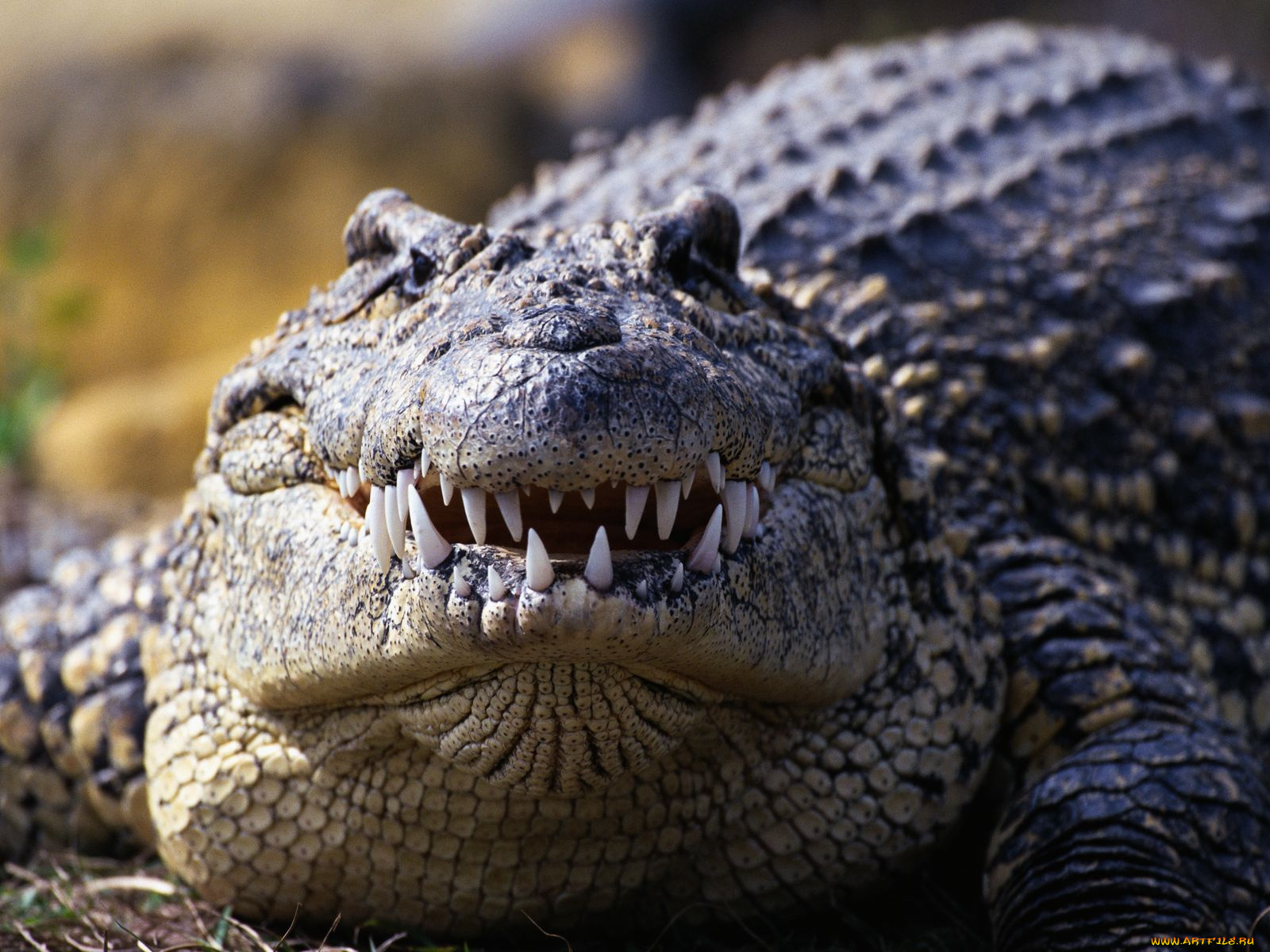 животные, крокодилы