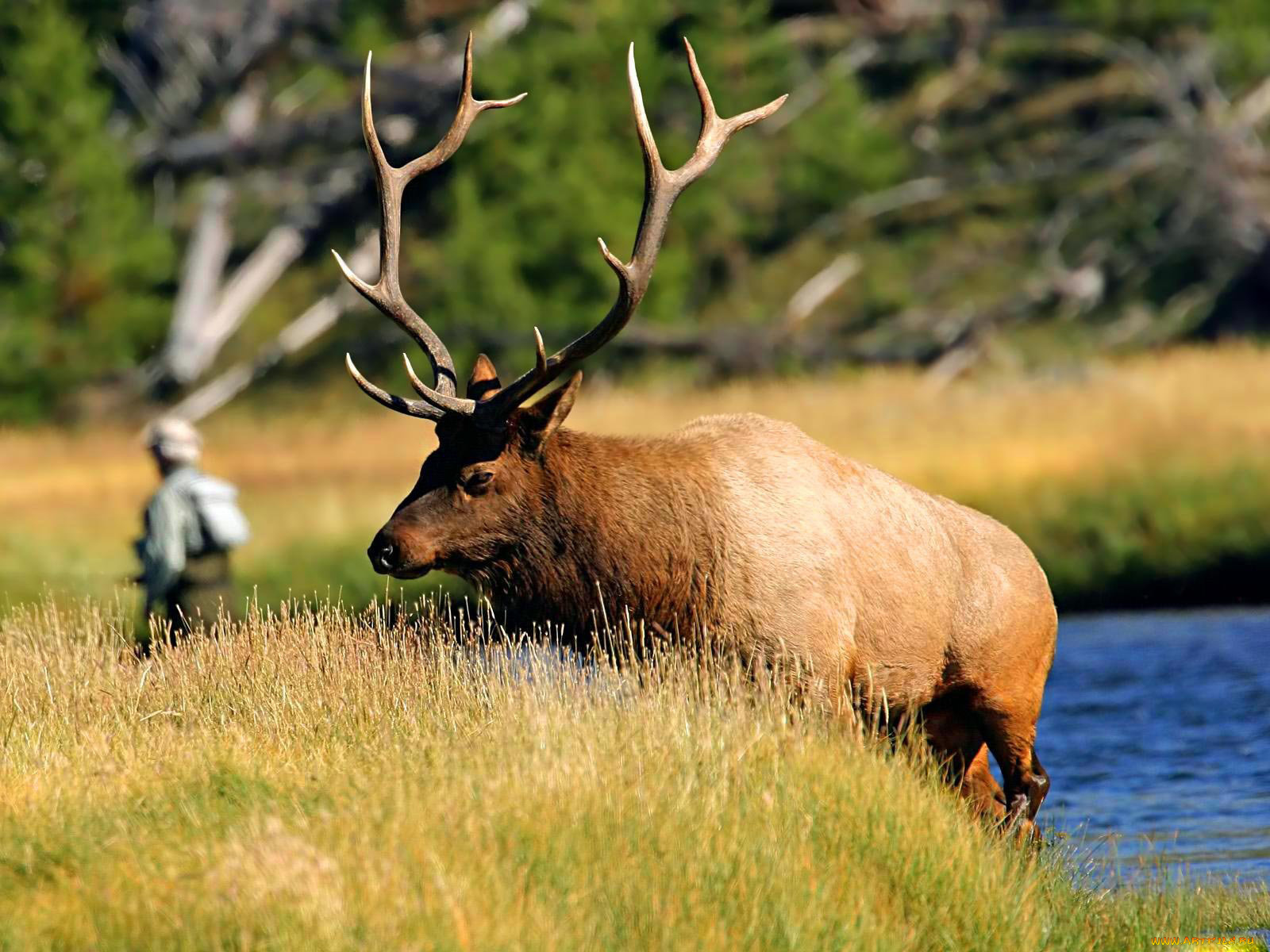 животные, олени