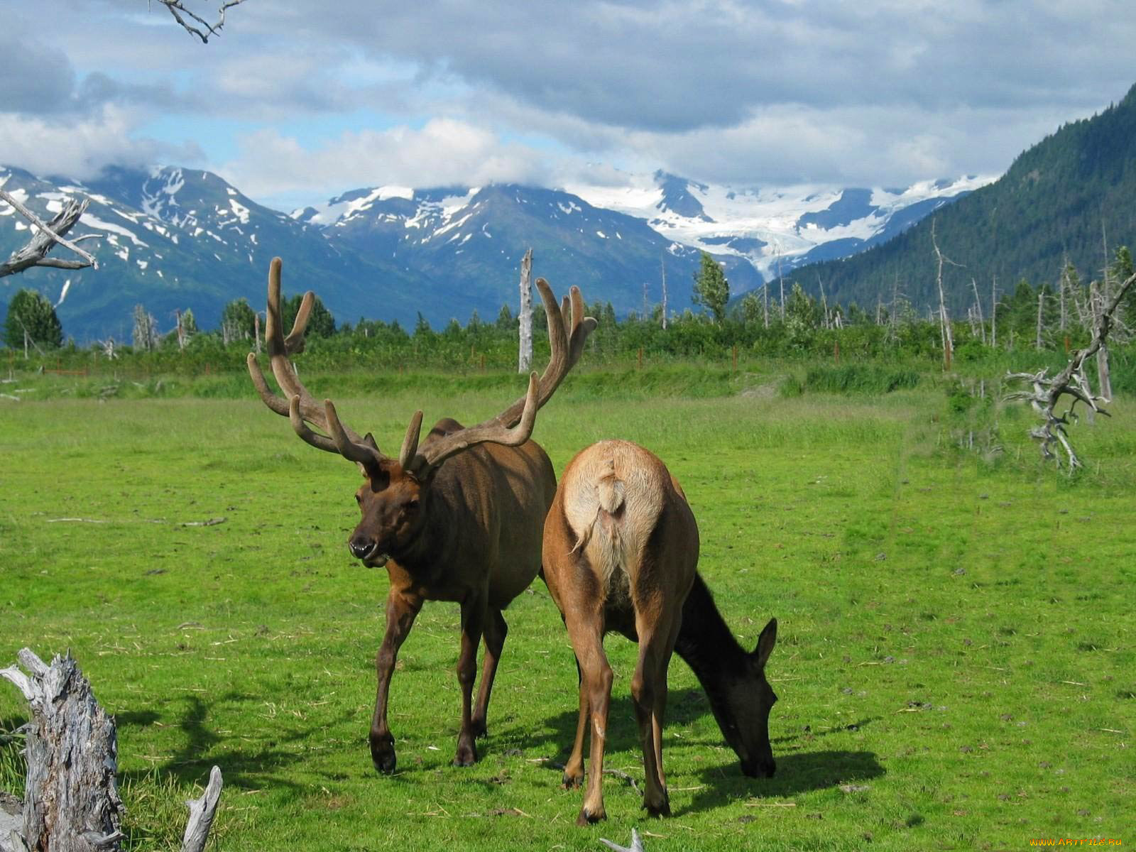 животные, олени