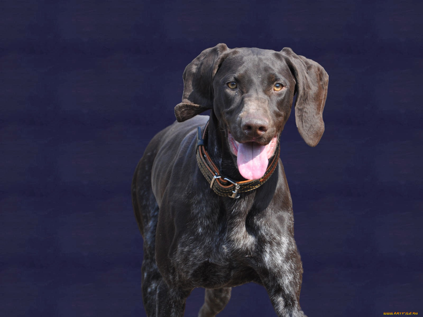 животные, собаки