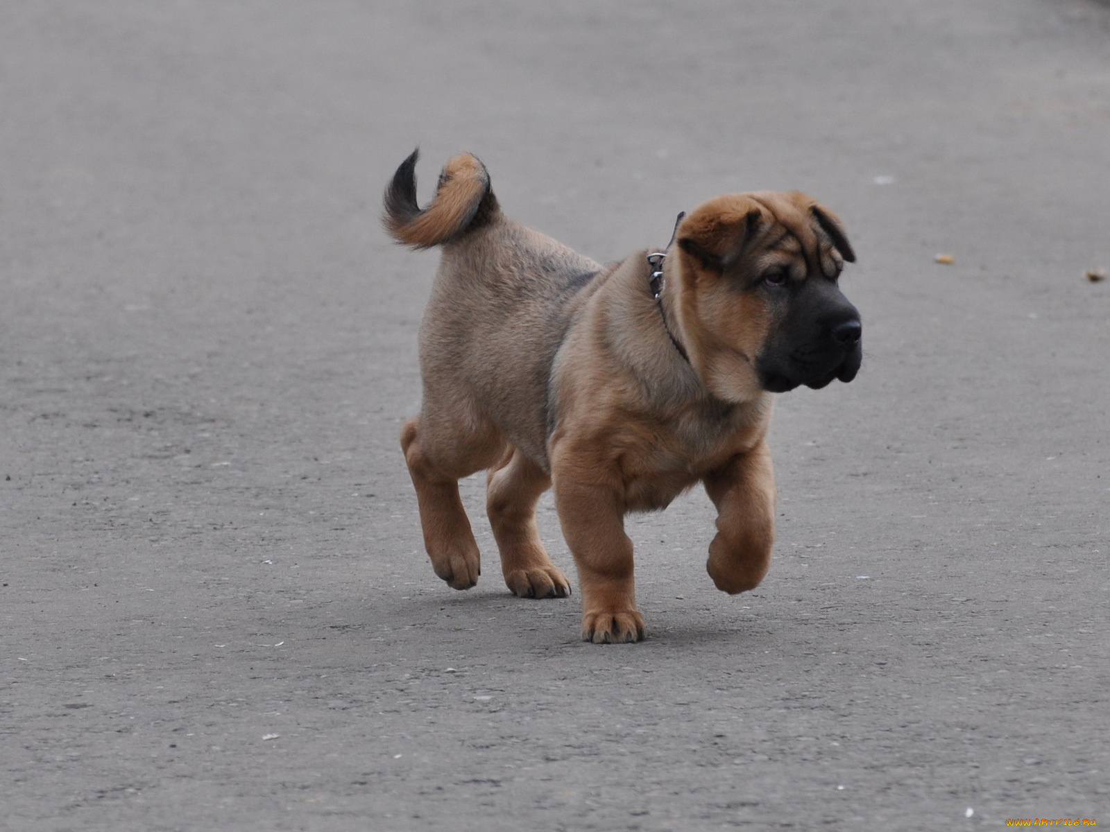 животные, собаки