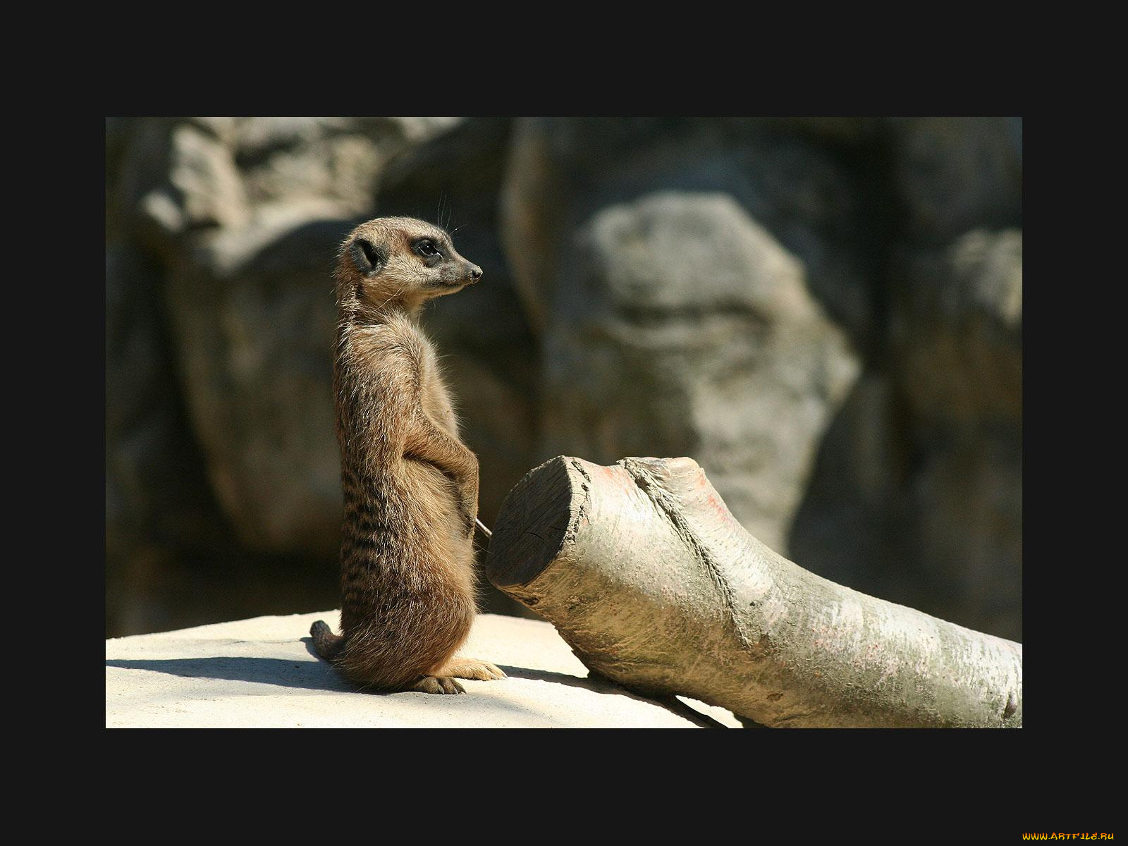 животные, сурикаты