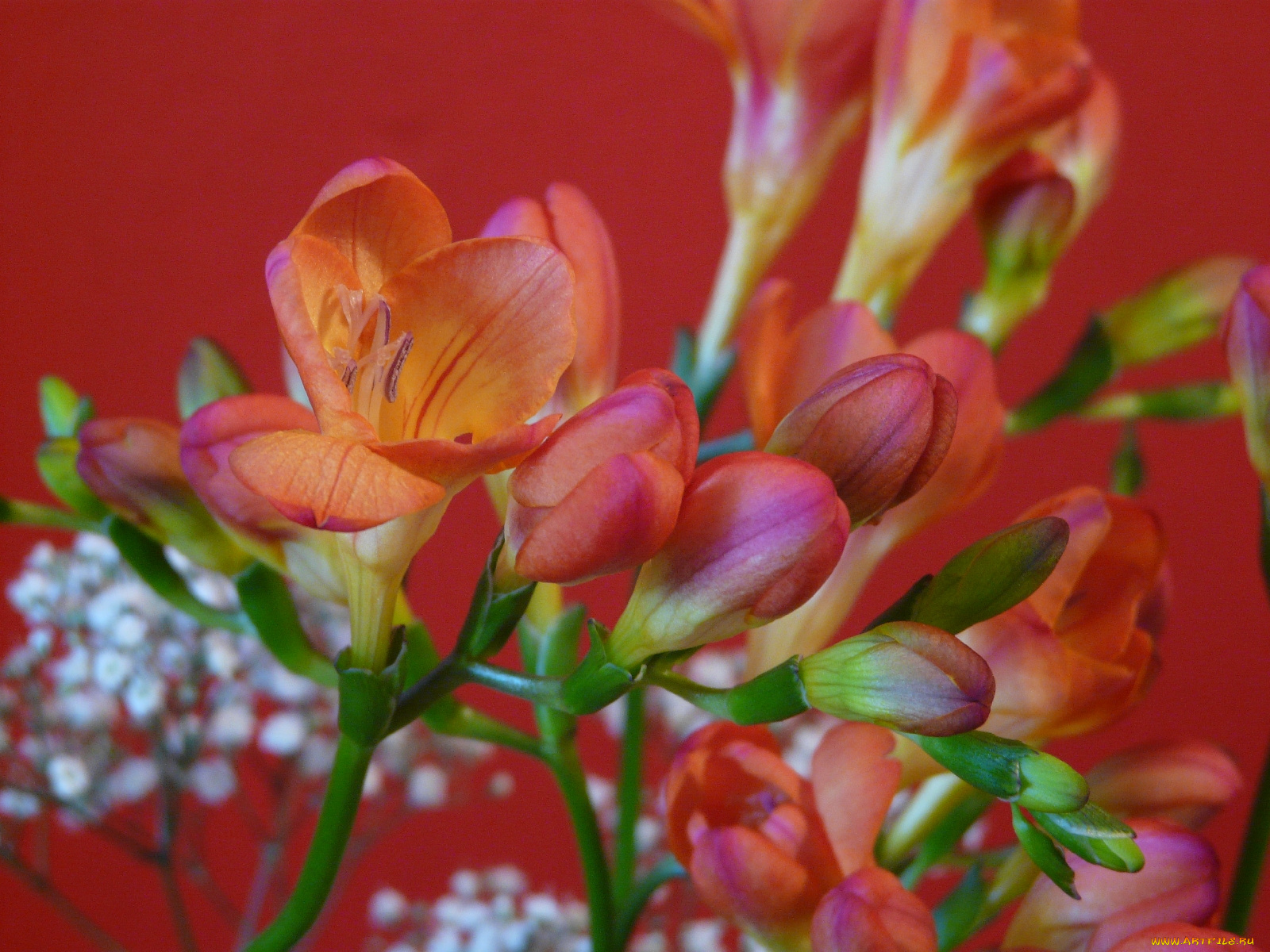 цветы, фрезия, оранжевый