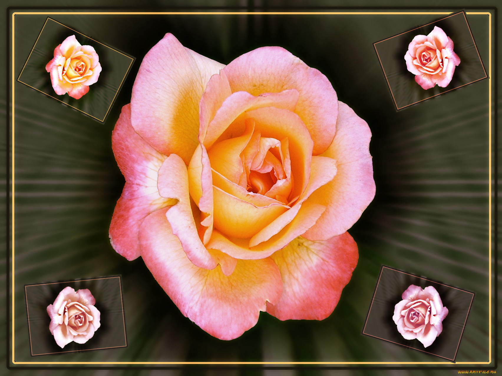 цветы, розы