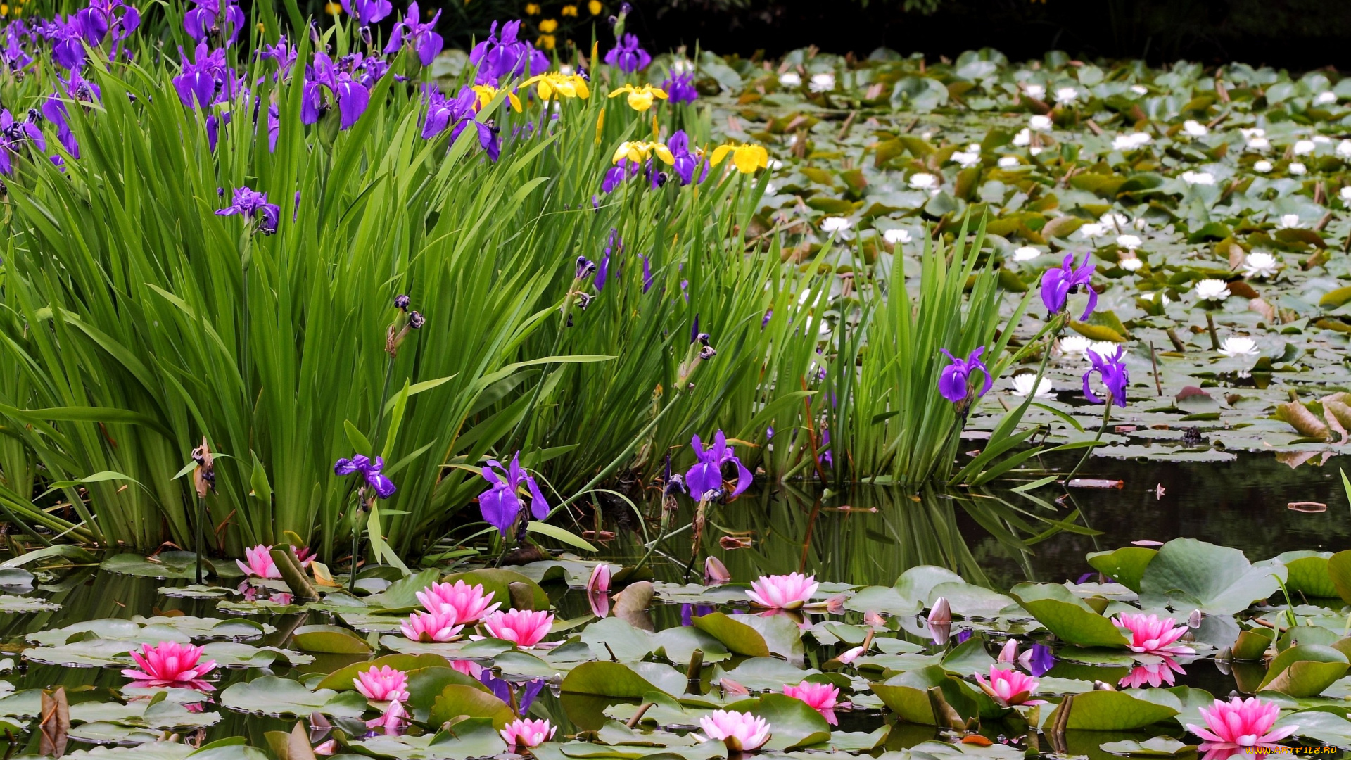 цветы, разные, вместе, ирисы, водяные, лилии, пруд