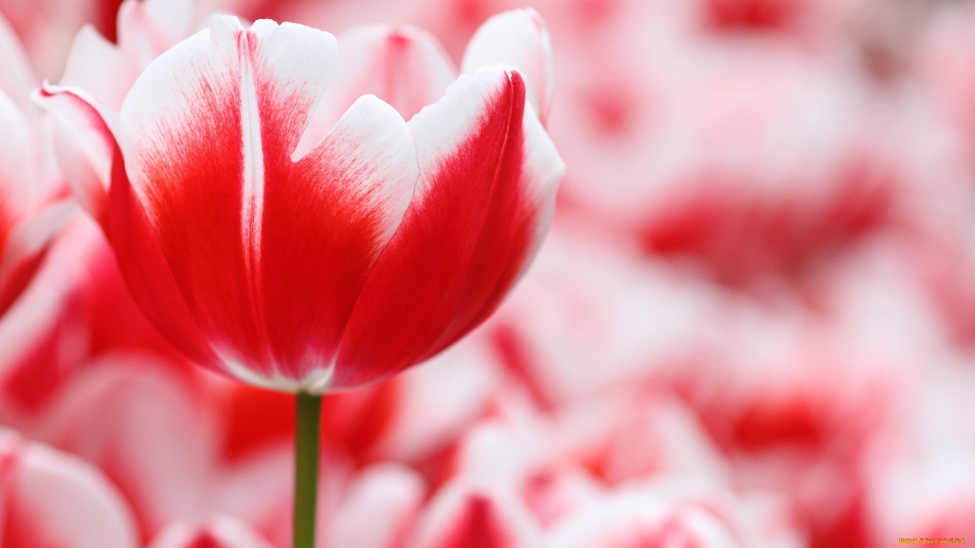 цветы, тюльпаны, красно-белый, пестрый