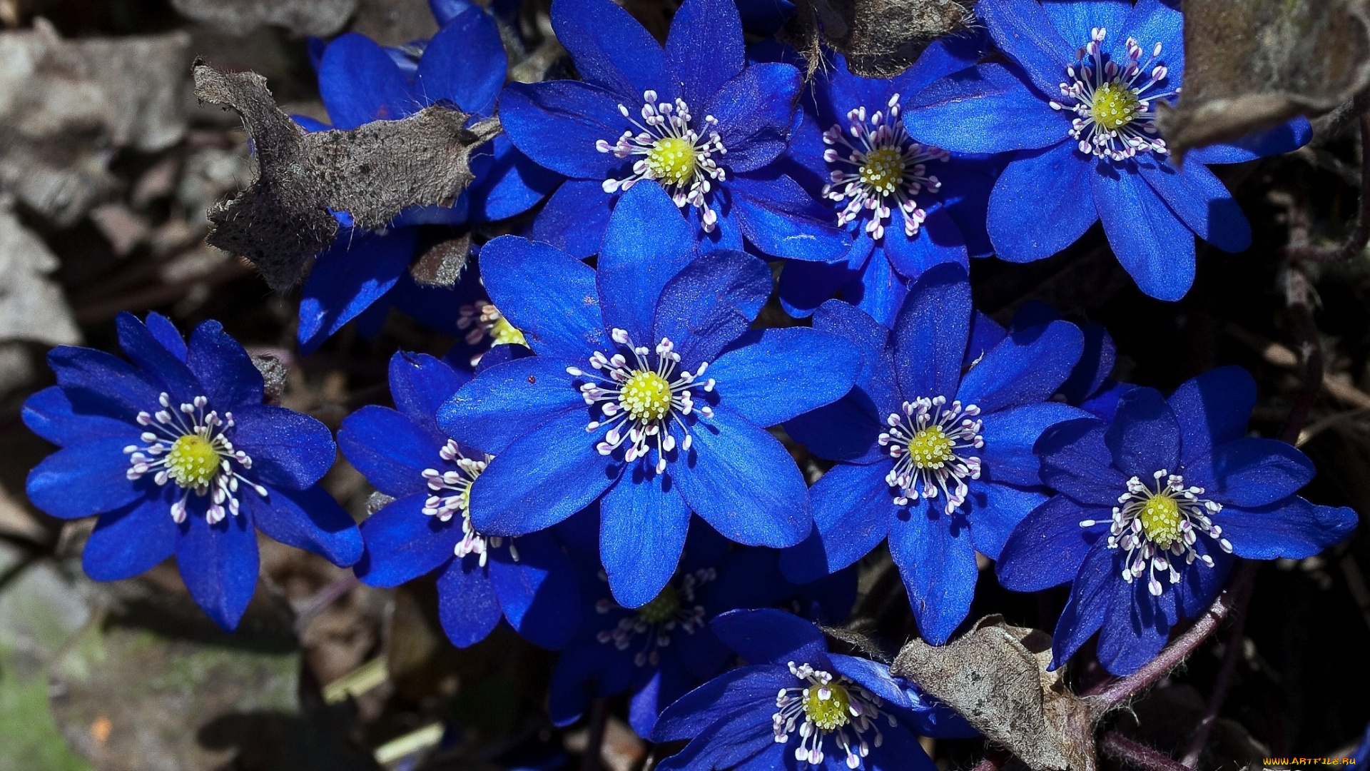 цветы, ветреницы, печёночницы, синий, яркий