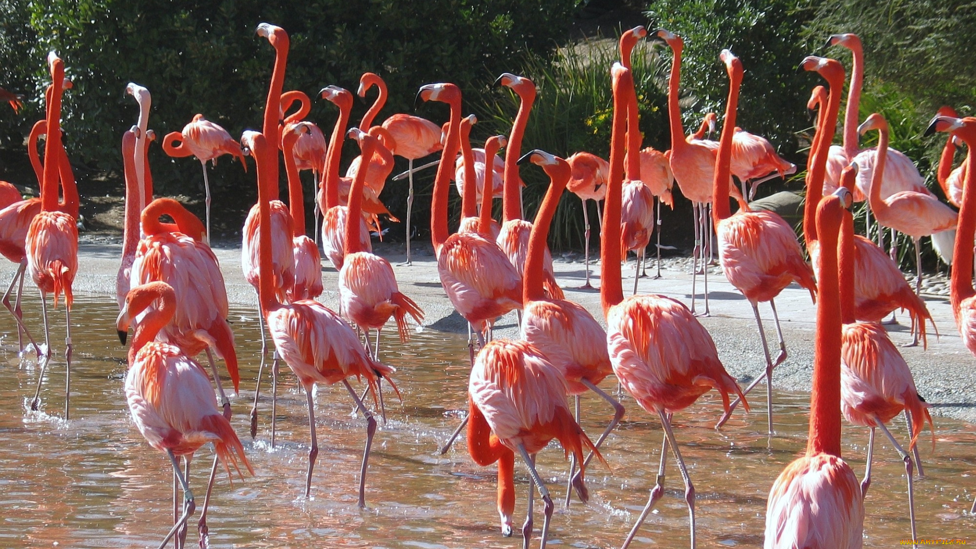 животные, фламинго, много, розовый