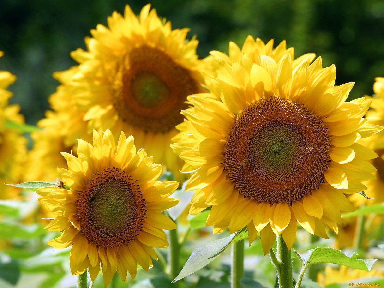 цветы, подсолнухи