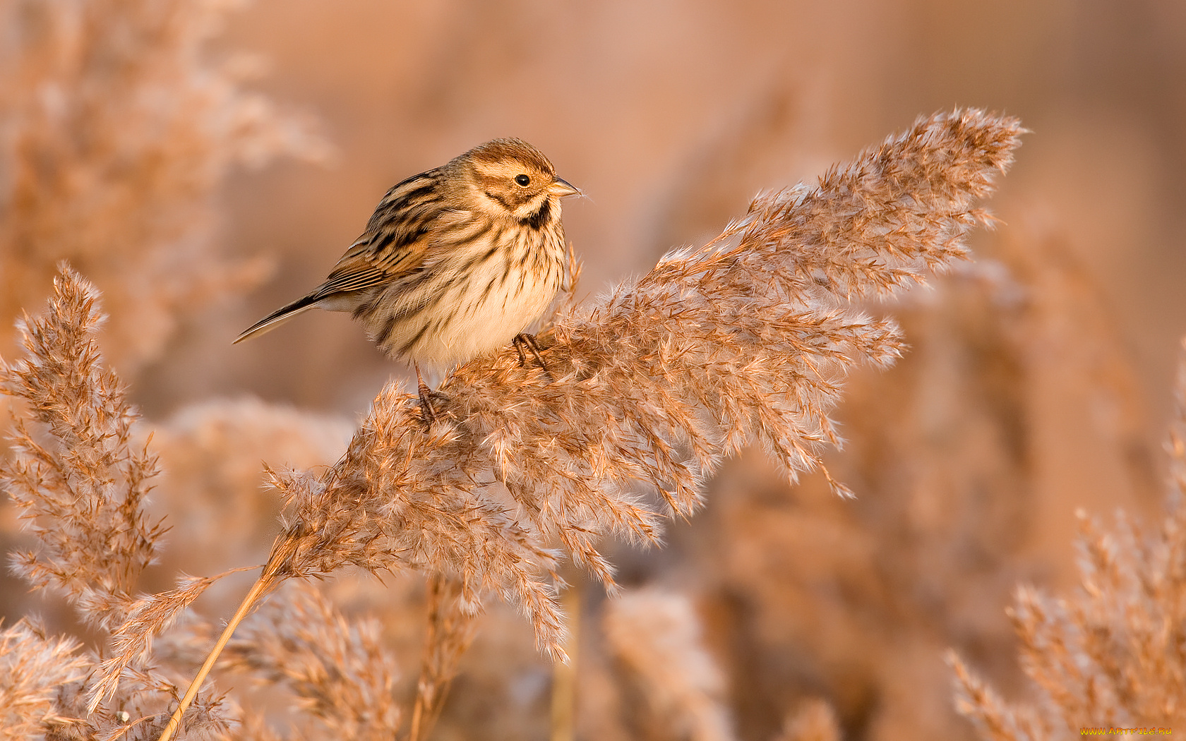 животные, птицы, маленький, птичка, комочек