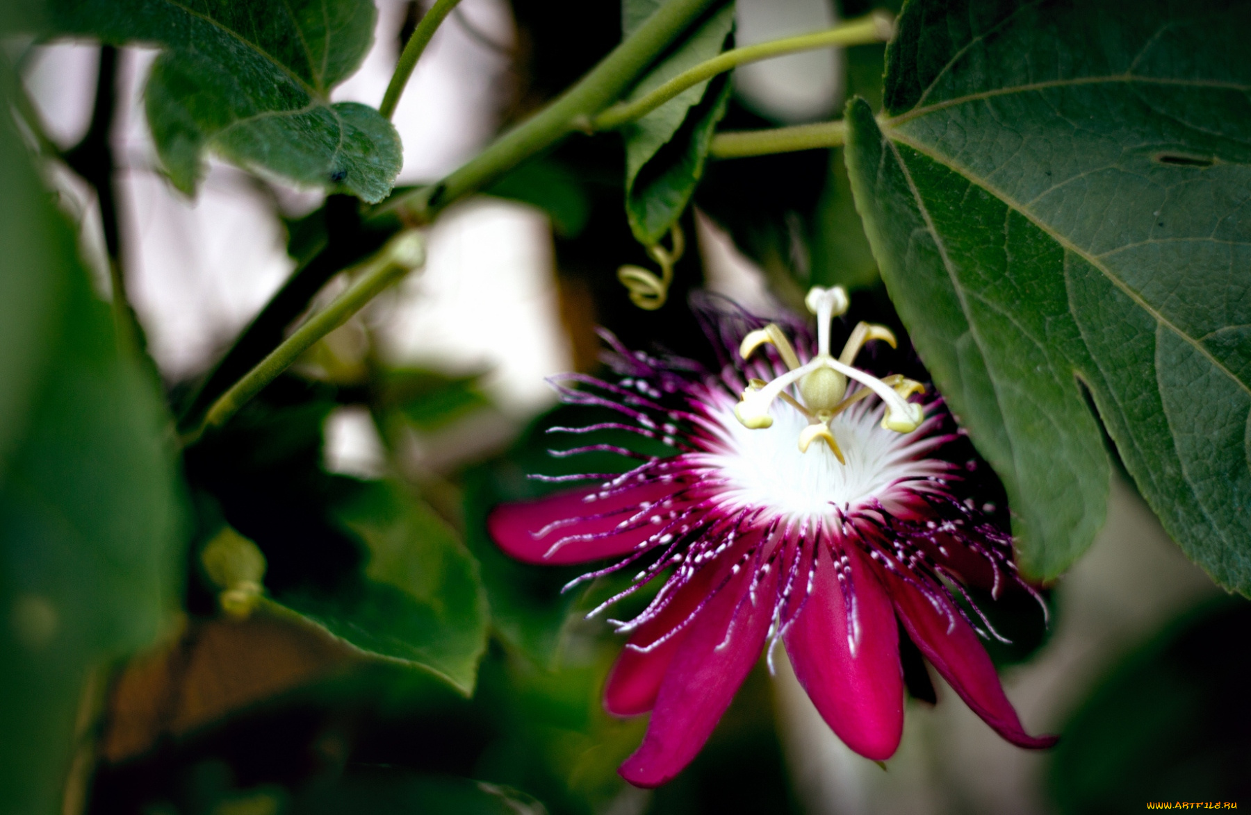 цветы, пассифлора, экзотика, лепестки