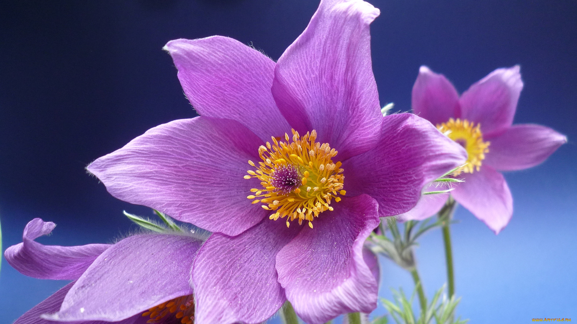 цветы, анемоны, адонисы, прострел, сон-трава, ветреница, макро