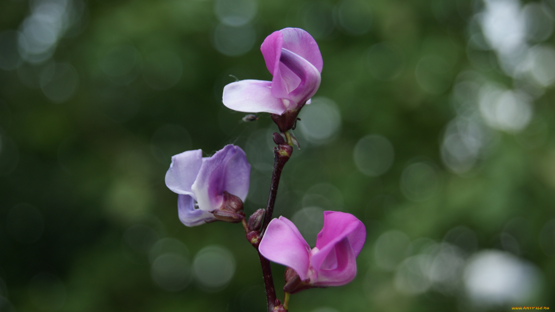 цветы, фасоли, зеленый, фон