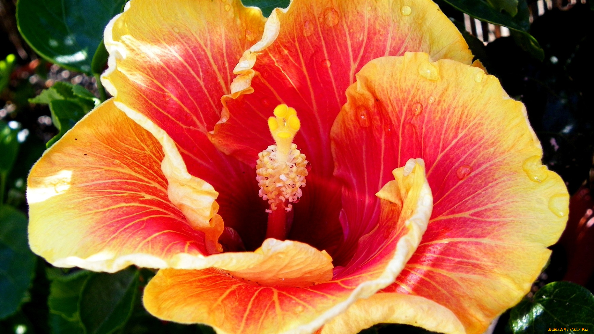 цветы, гибискусы, лепестки, оранжевый