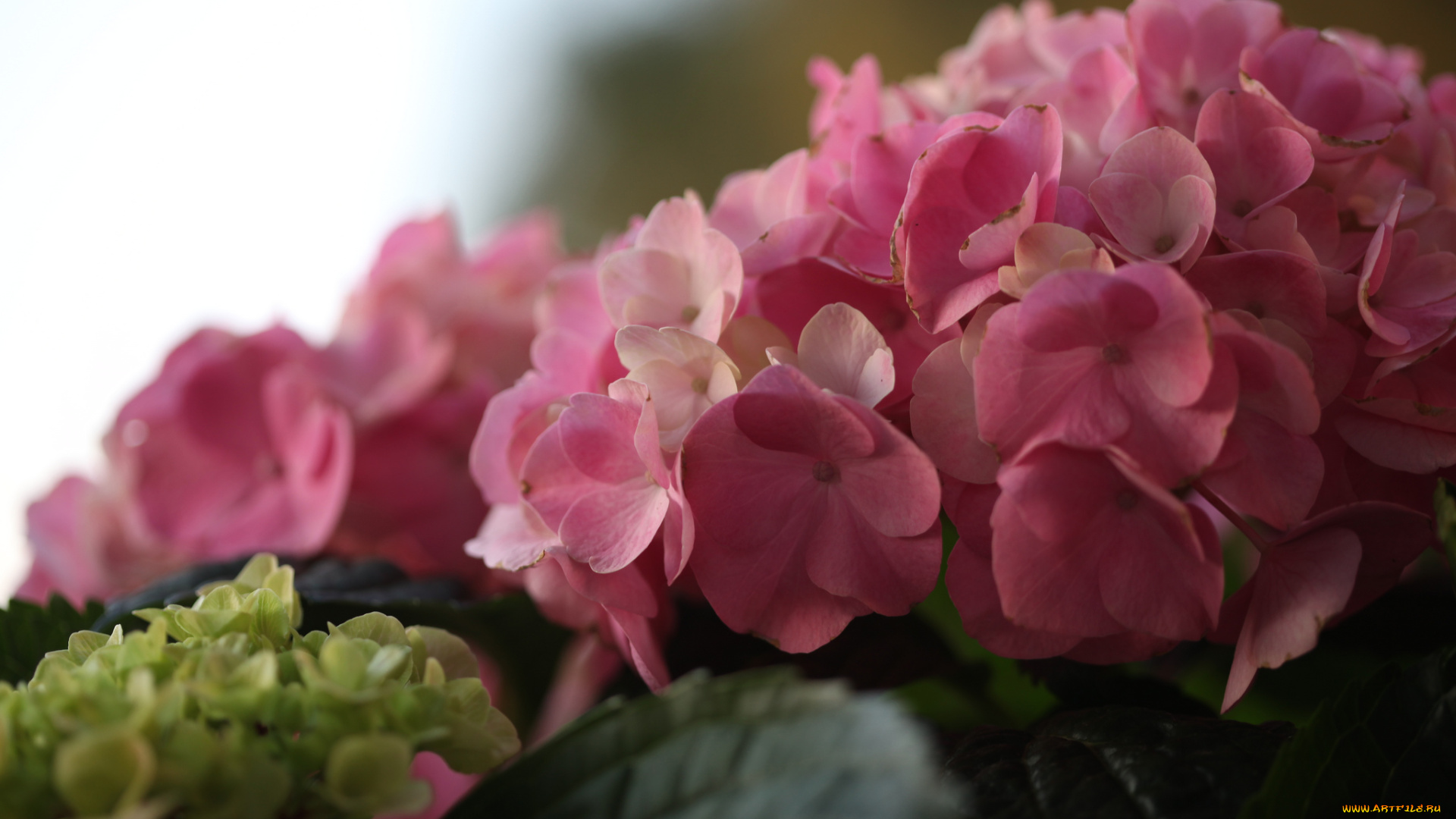 цветы, гортензия, макро, соцветие, elena, di, guardo