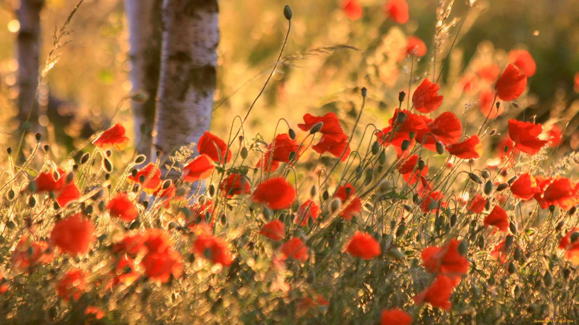 цветы, маки, боке