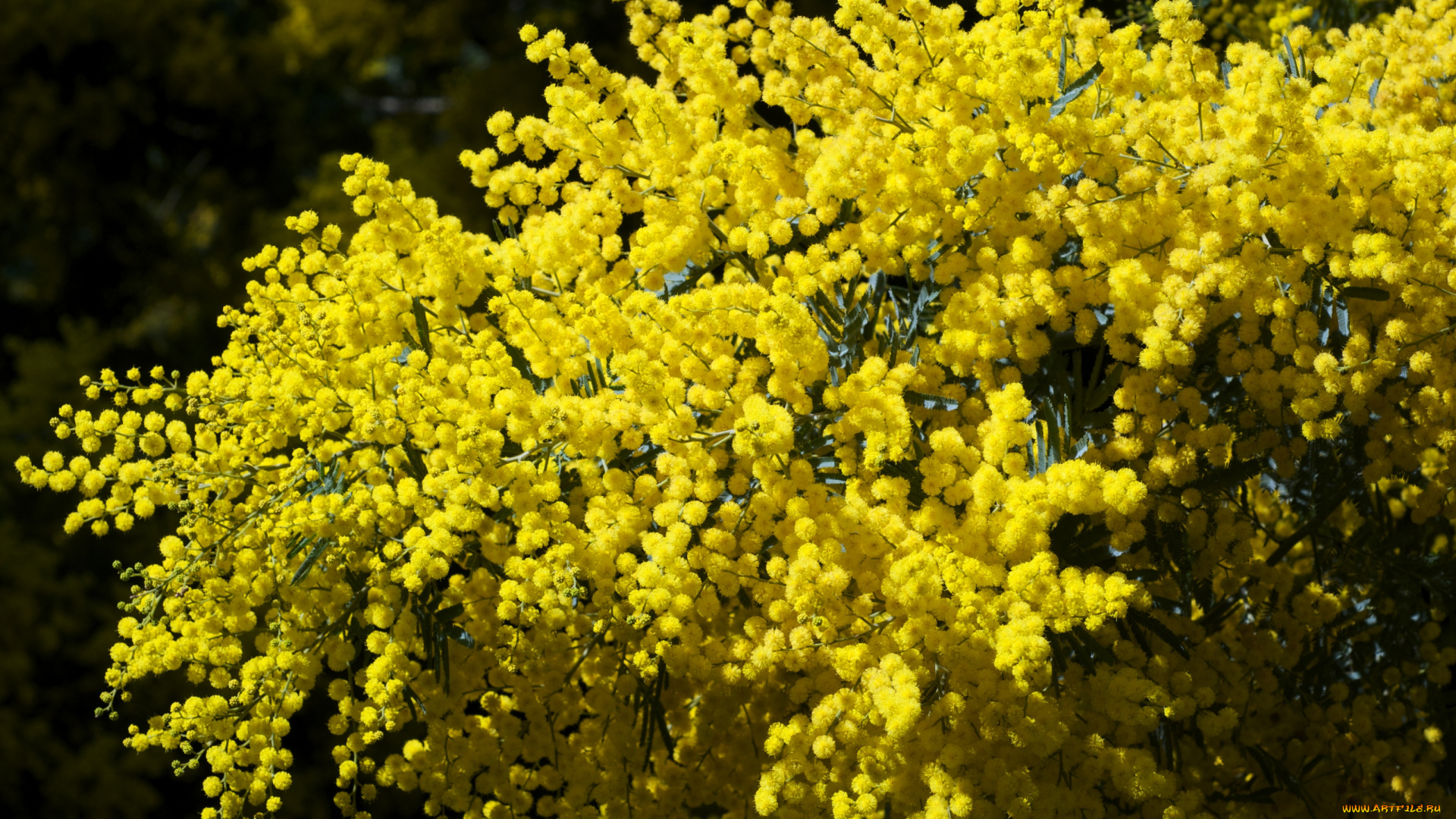 цветы, мимоза, ветки, желтый, пушистый, шарики