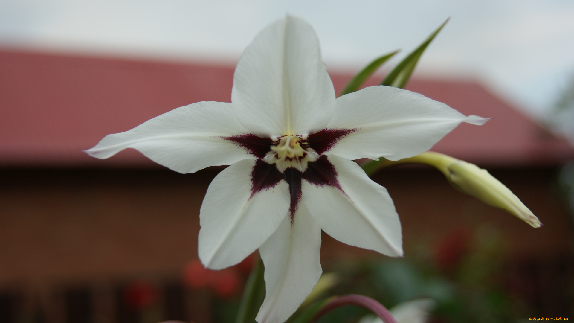 цветы, небо, дом, бутон, цветок