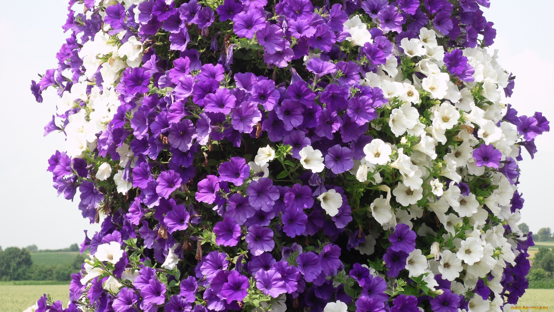 цветы, петунии, калибрахоа, белый, петуния, фиолетовый