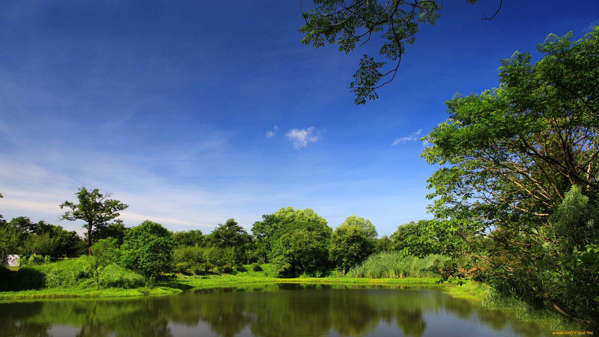 природа, парк, деревья, вода