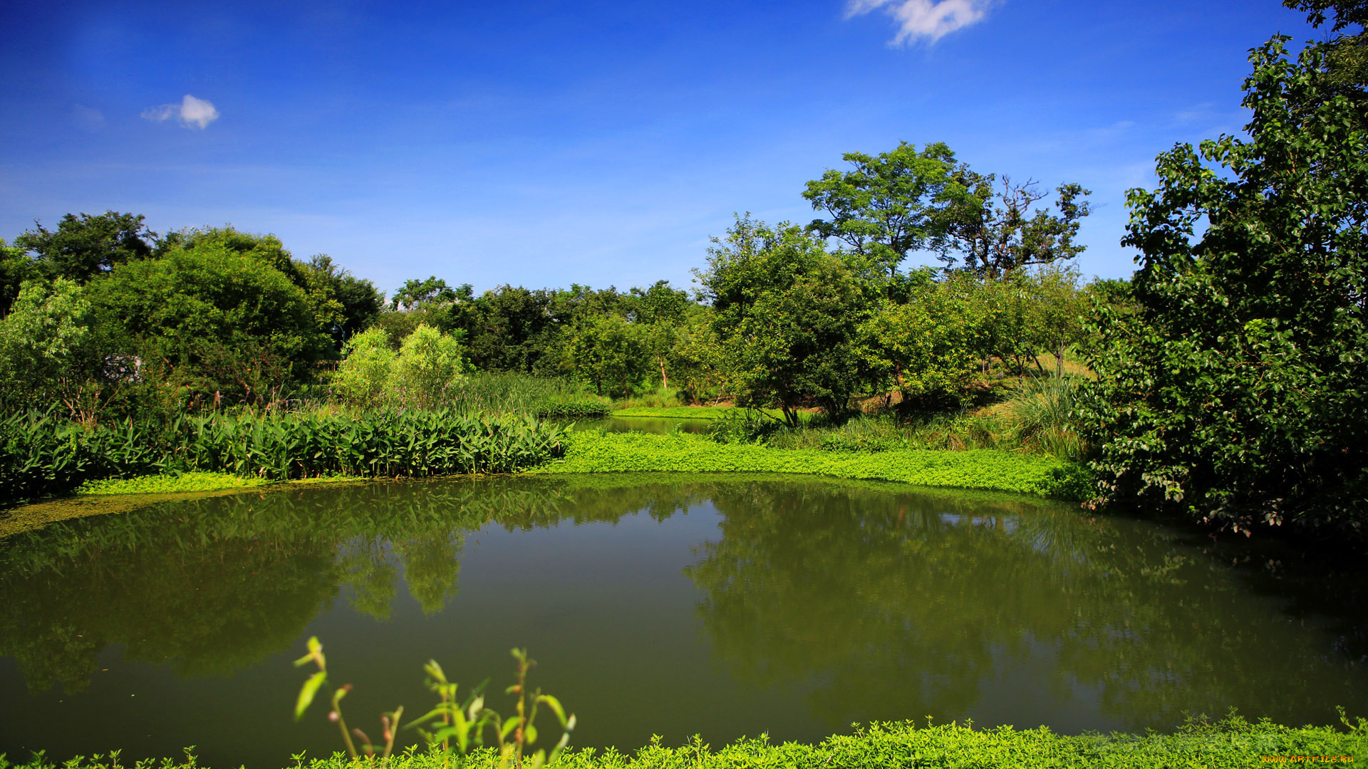 природа, парк, деревья, вода