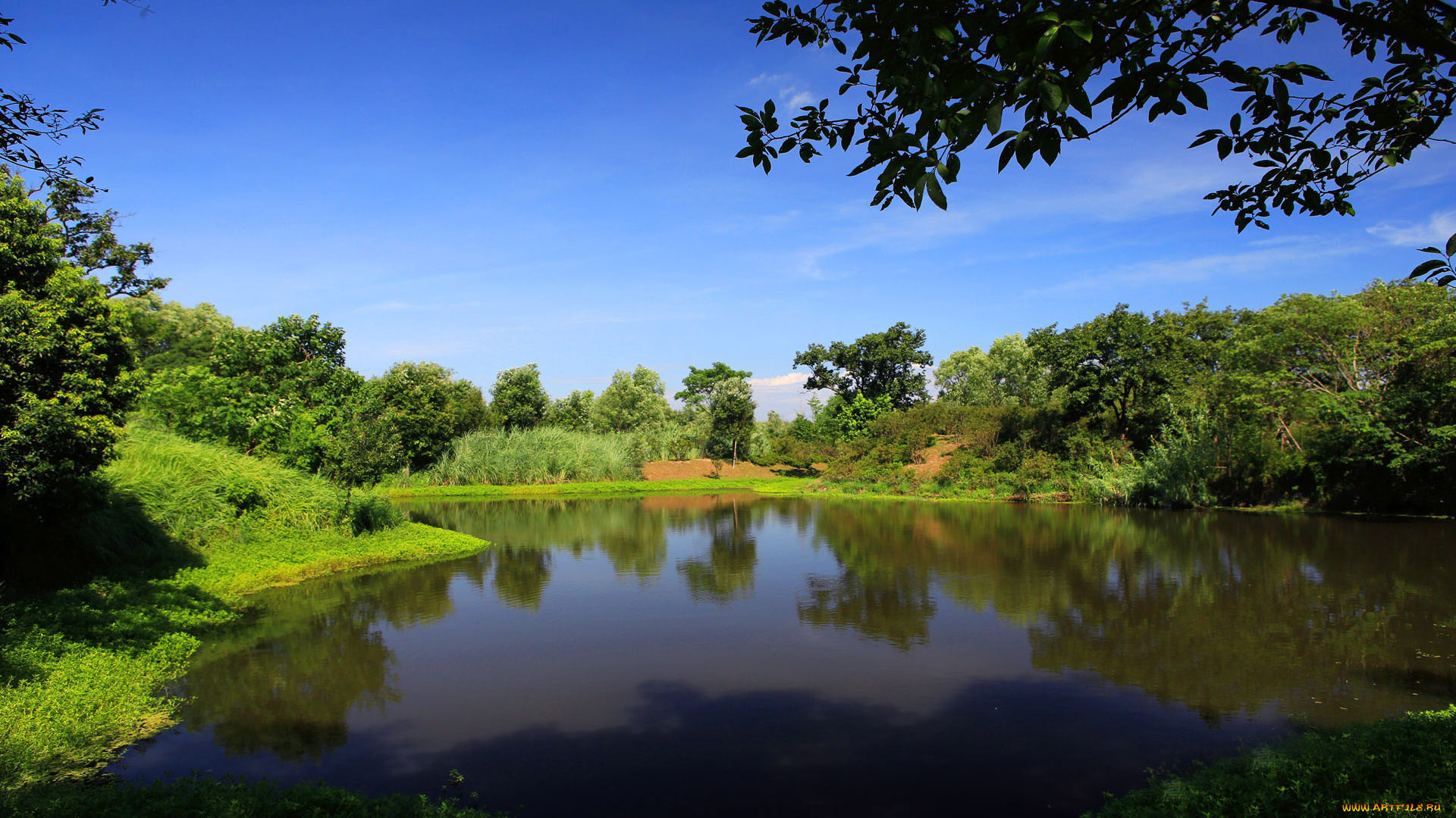 природа, парк, деревья, вода