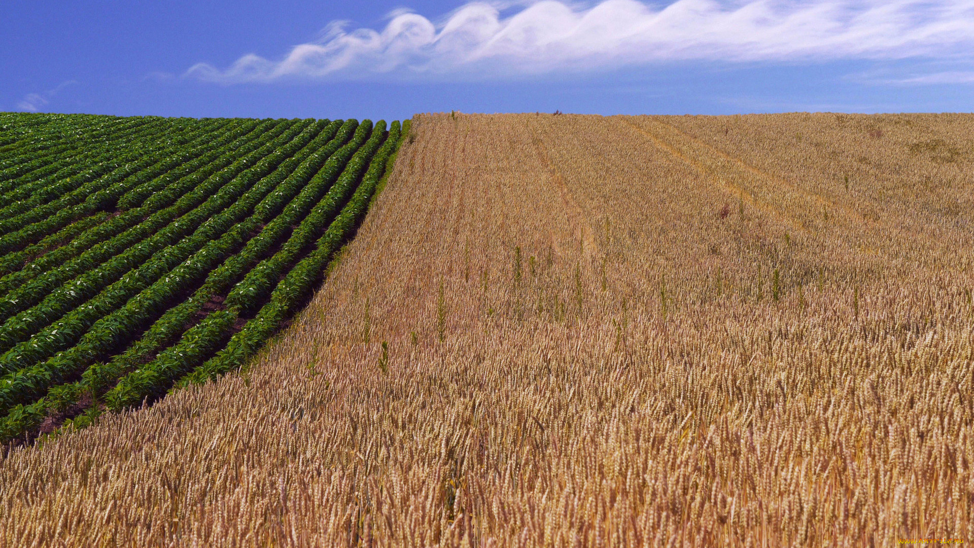 природа, поля, поле