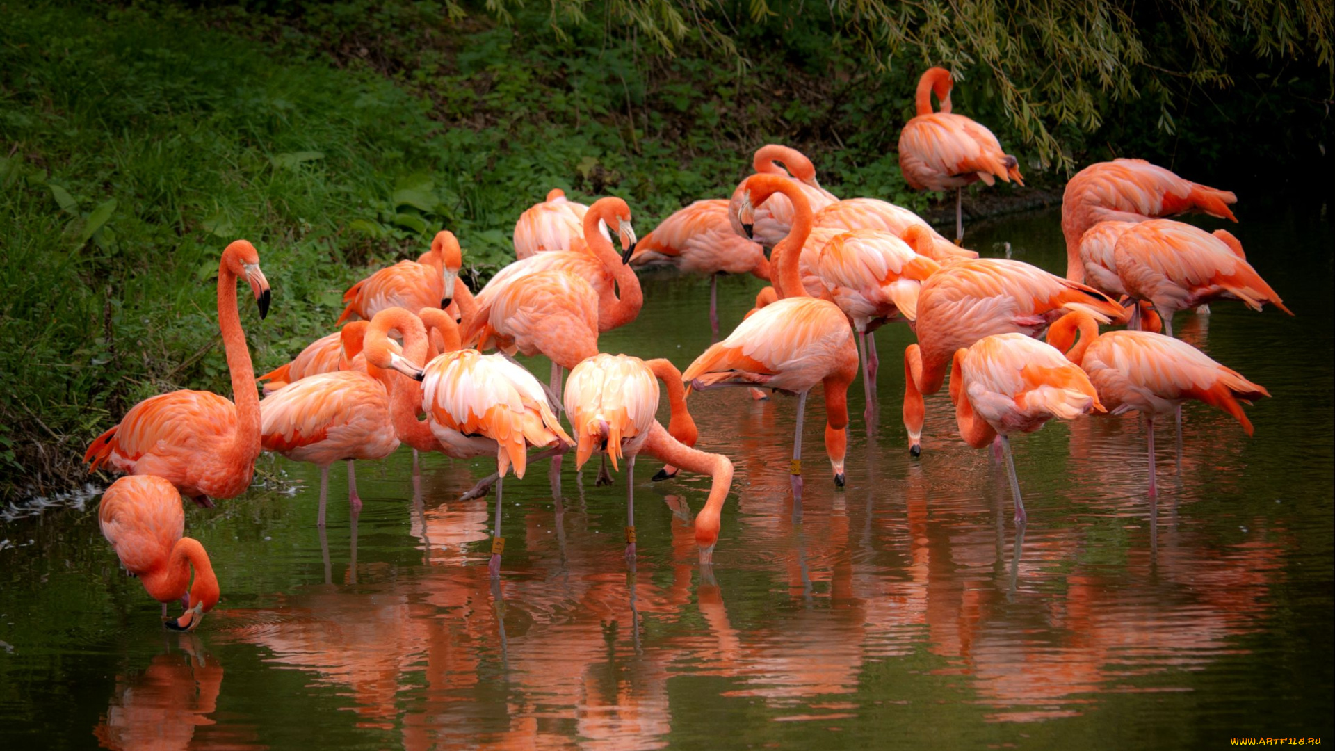 животные, фламинго, розовый, вода, отражение