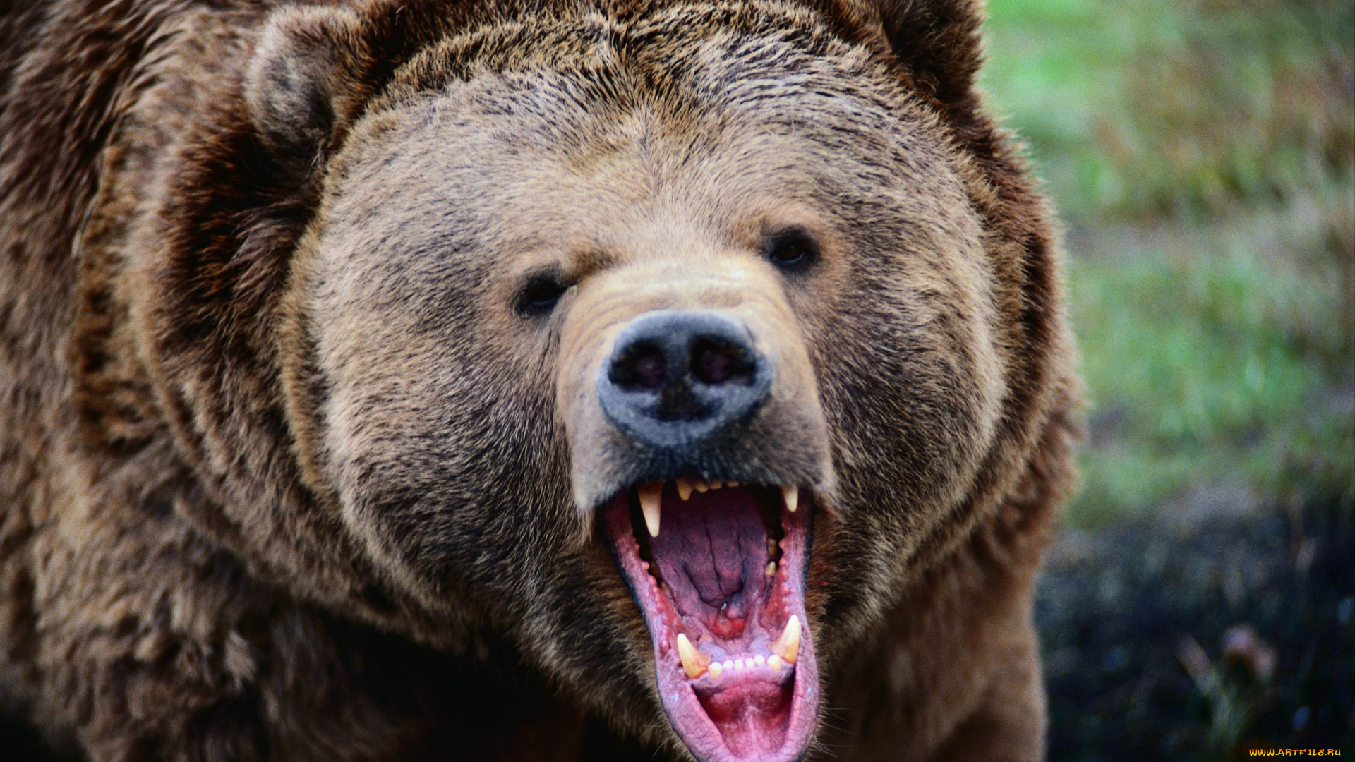 животные, медведи, пасть