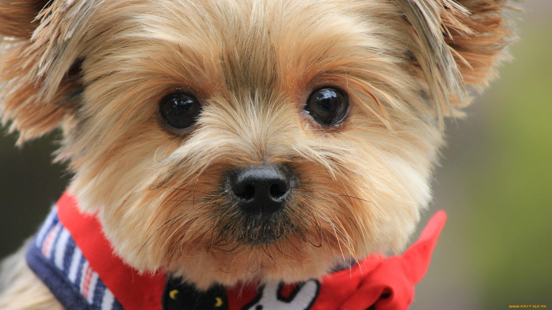 животные, собаки, щенок, мордочка, милый