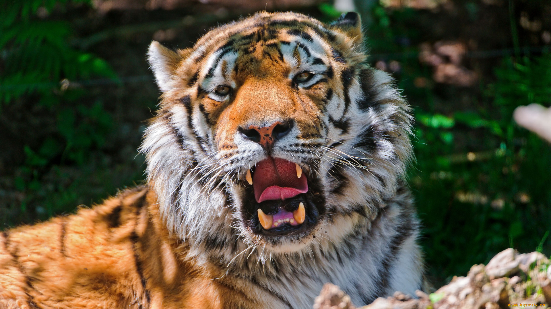 животные, тигры, амурский, тигр, кошка, хищник