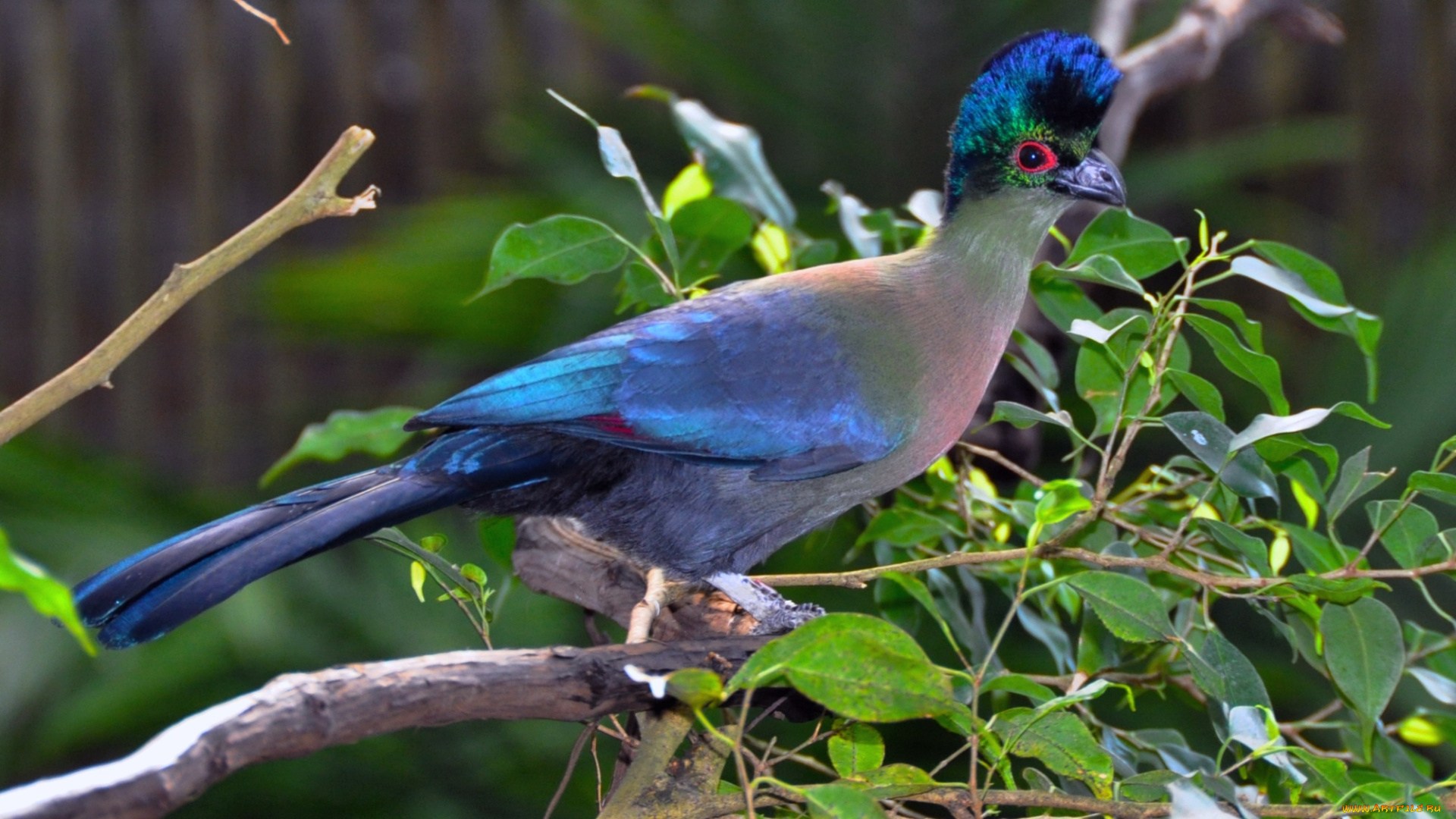 животные, турако, яркий, перья