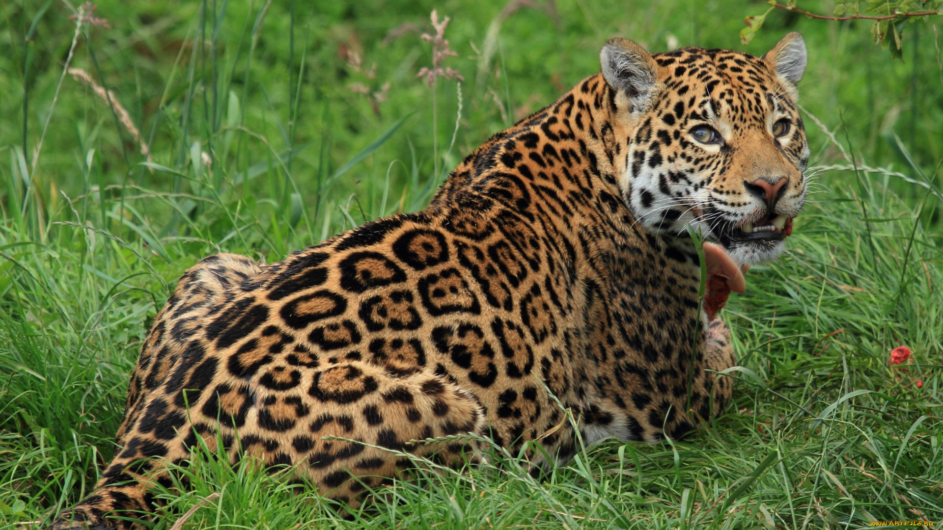 животные, Ягуары, хищник, пятна