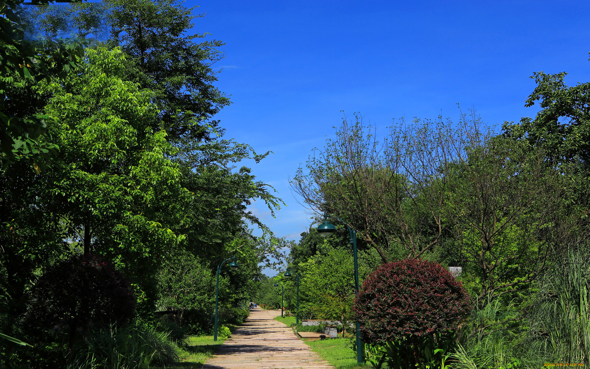 природа, парк, аллея