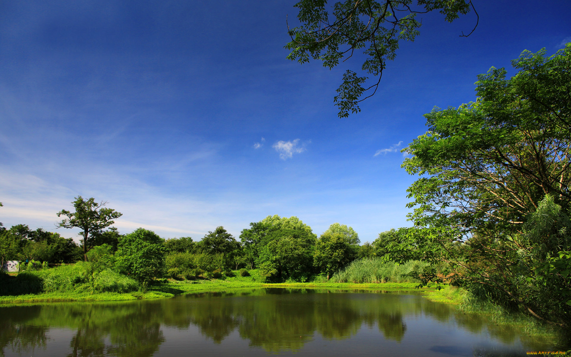 природа, парк, деревья, вода