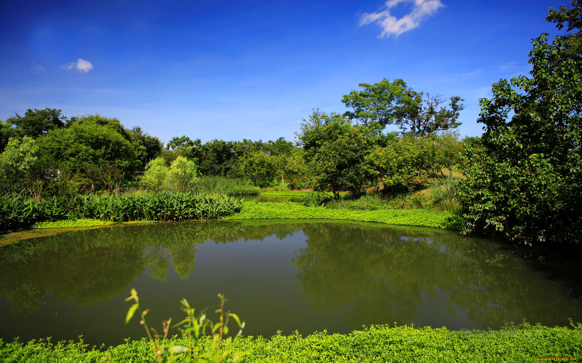 природа, парк, деревья, вода