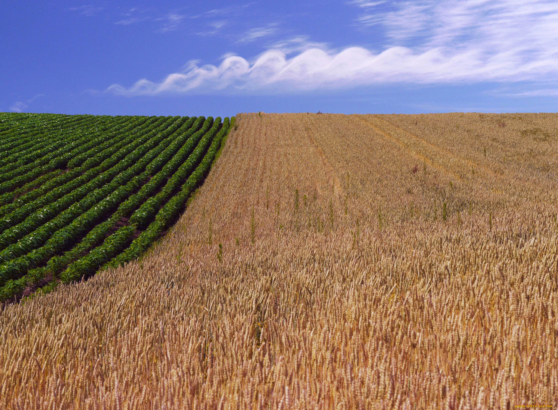 природа, поля, поле