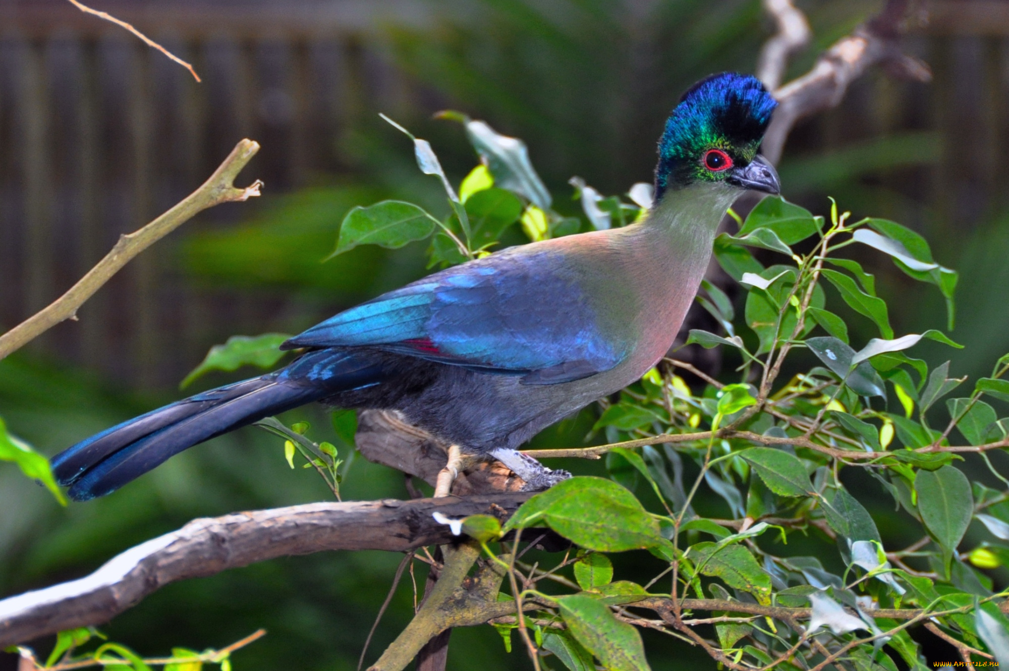 животные, турако, яркий, перья