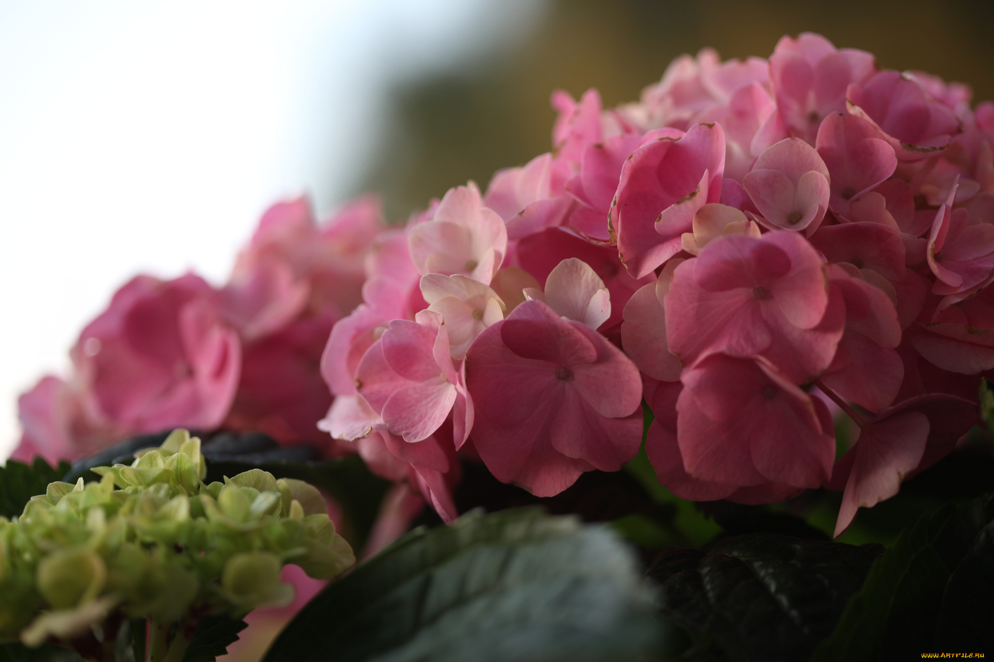 цветы, гортензия, макро, соцветие, elena, di, guardo