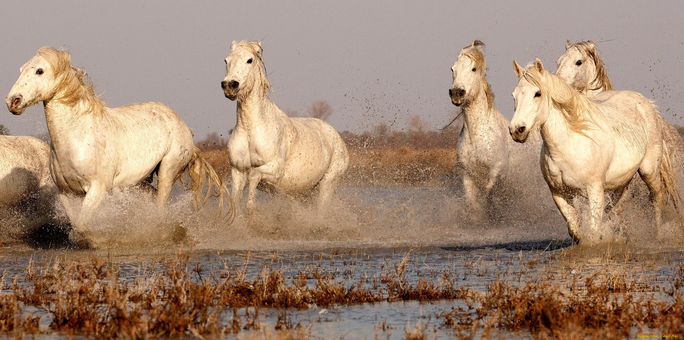 животные, лошади, кони, бег