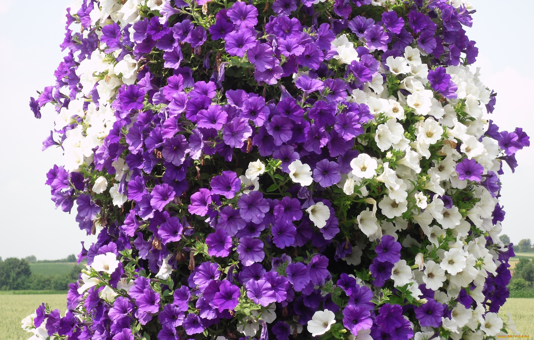 цветы, петунии, калибрахоа, белый, петуния, фиолетовый