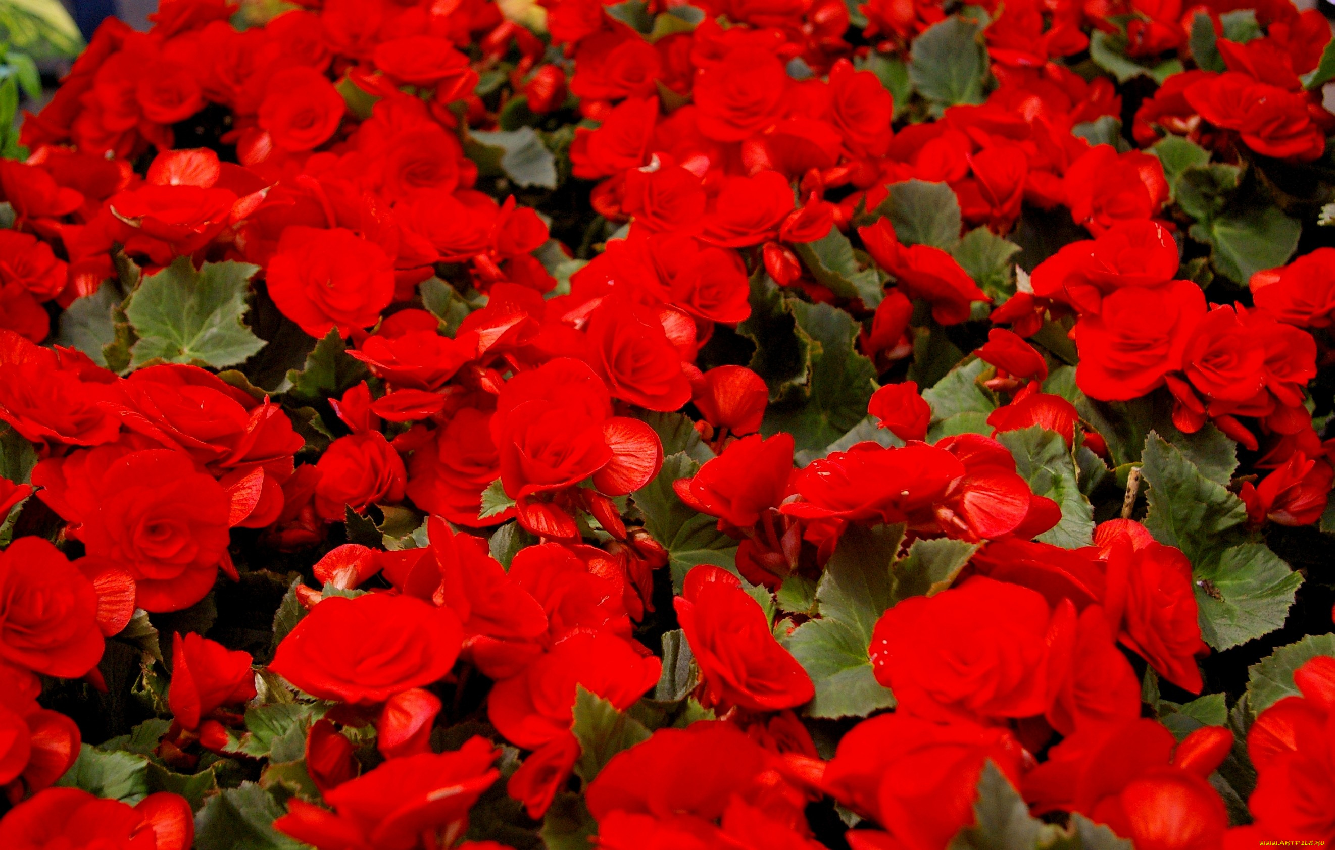цветы, бегония, много, красный
