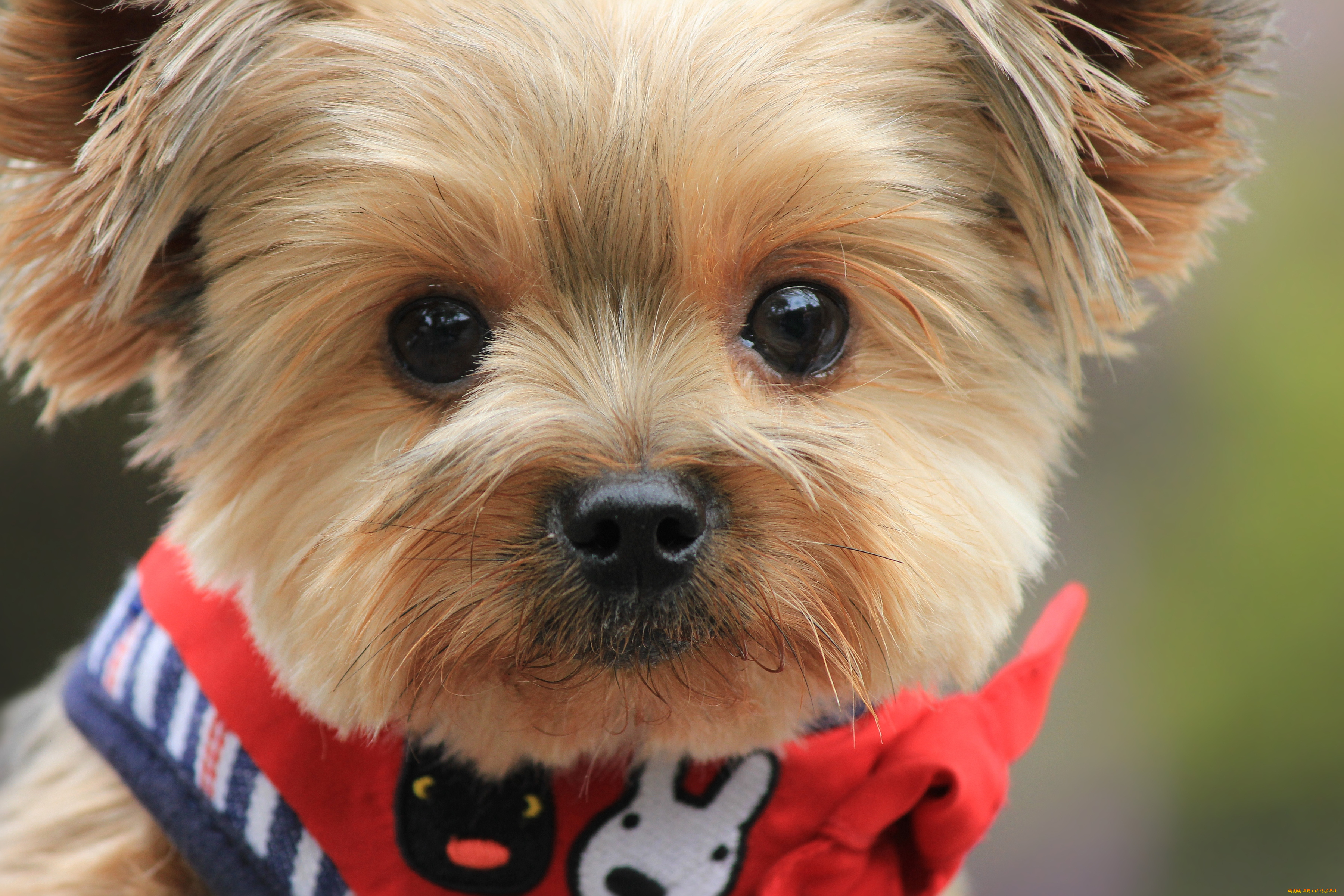 животные, собаки, щенок, мордочка, милый