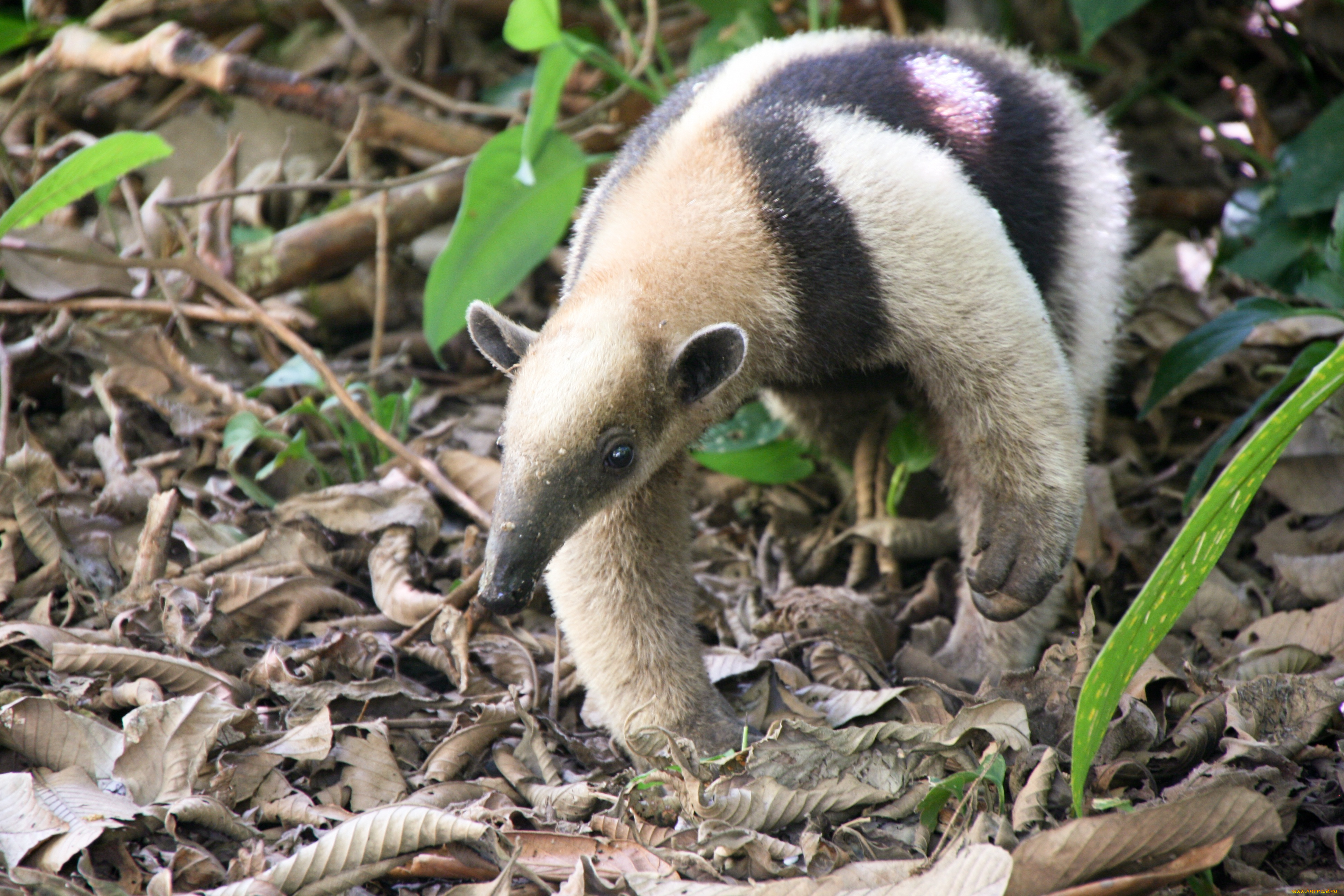 животные, муравьеды, муравьед, лес, природа