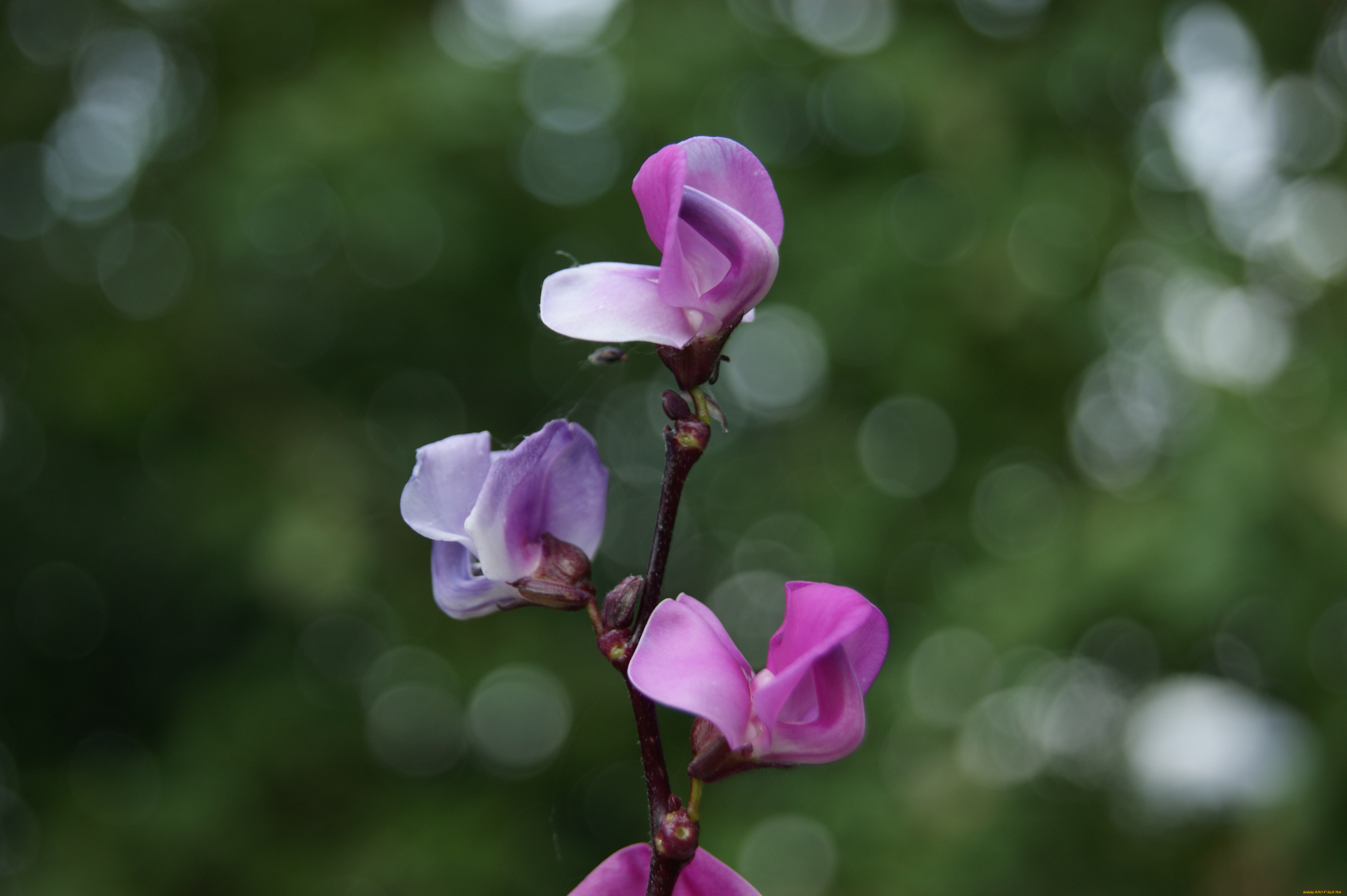 цветы, фасоли, зеленый, фон