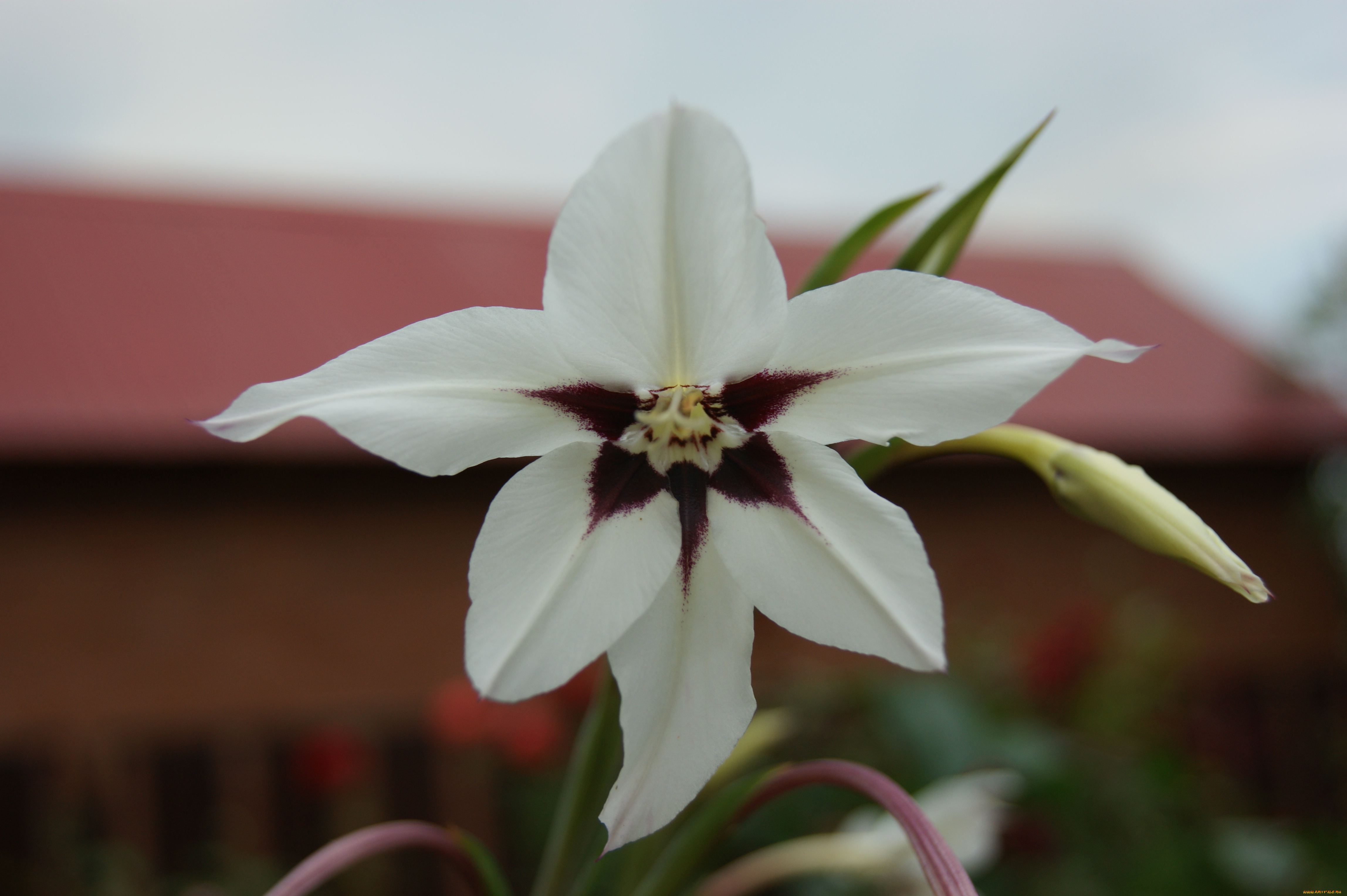 цветы, небо, дом, бутон, цветок